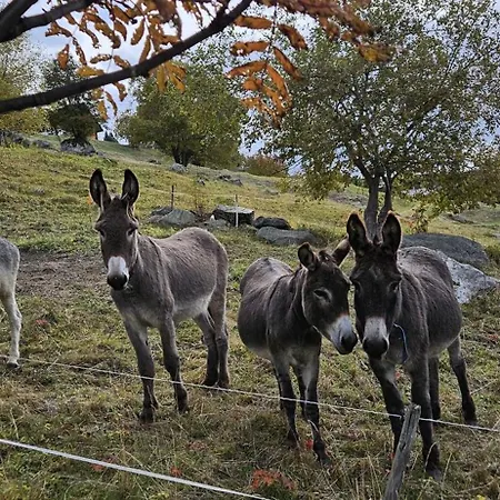 La Vie Est Belle - Magical Escape - Swiss Alps *